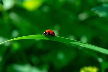 Ladybird sitting on a blade of grass on a blurred green background.