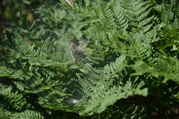 Natural Forest of Spruce Trees, Sunbeams through Fog create mystic Atmosphere