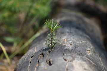Natural Forest of Spruce Trees, Sunbeams through Fog create mystic Atmosphere
