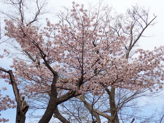 北海道神宮の桜
