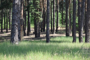 Obraz premium Natural Forest of Spruce Trees, Sunbeams through Fog create mystic Atmosphere