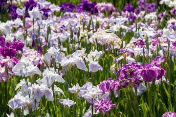 菖蒲　堀切菖蒲園　東京都葛飾区