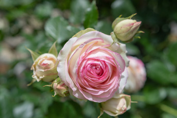 Pinke Rose