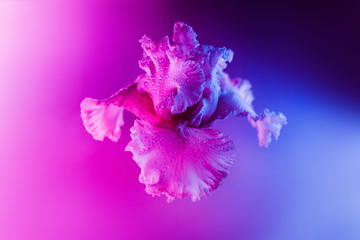 Vivid neon colored iris flower bud on multi colored background.