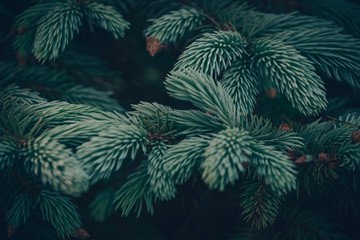 Green tree in summer the forest