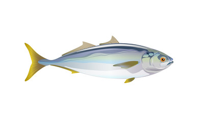 Japanese yellowtail fish, isolated flat on light background. Pacific fresh seafood in a simple style. Vector for design marine life and illustration market packaging. EPS10. Ocean, inhabitants water