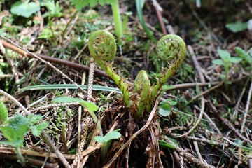 fern in forest