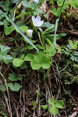 young plants in the forrest