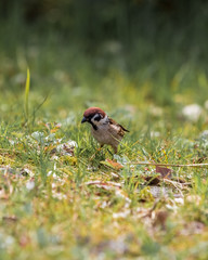 Small Bird, Tokyo, Japan