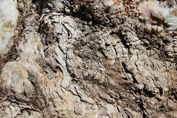 Close Up Texture Of Eucalyptus  Bark Nature Color And Sunlight