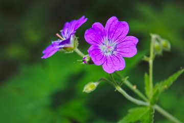 Obraz premium Wood cranesbill, woodland geranium, Geranium sylvaticum.