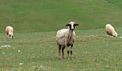 Obraz premium Lambs and sheeps on a green field