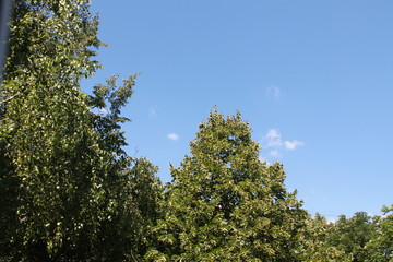nature