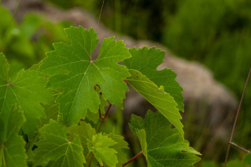 Willd grapes in Crimean mountains