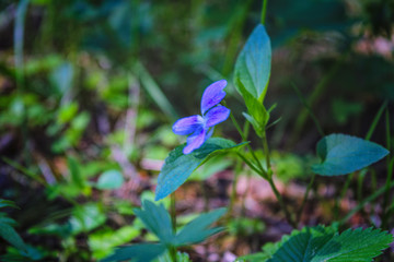 Beautiful Blue summer forest flower on a blurred green background.