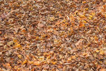 Autumn fallen dry Leaves lying on ground.