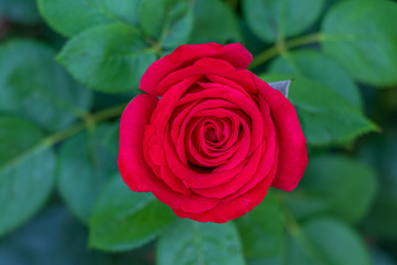 Red Rose on surrounded blurry leafs or Rosebush.