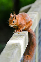 red squirrel on handrail