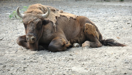 A large animal bison sits on the dusty ground.