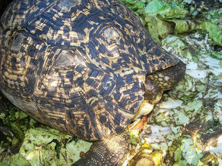 Turtle in Shell top view, texture