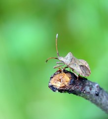 lederwanze, coreus marginatus