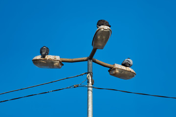 Three pigeons sit on a triple lamp post against a blue sky.