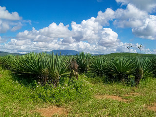 Agave plant in Tanzania, Africa