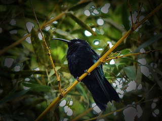 oiseau