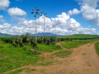 Fototapeta na wymiar Agave plant in Tanzania, Africa
