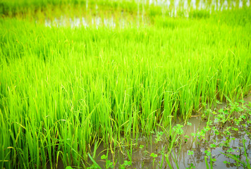 planting rice on rainy season Asian agriculture / The Farmer planting on the organic paddy rice farmland