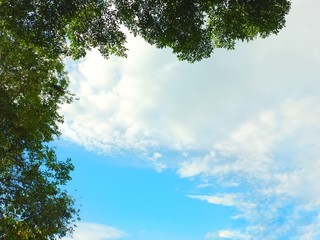 trees and sky
