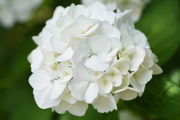 Hydrangea flower / Colorful close-up image.