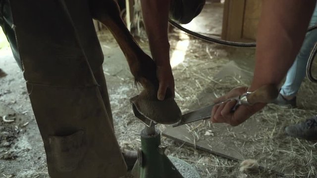 Slow motion of horse farrier using a rasp to file down the front hoof toe of a horse and clipping flying through the air (120fps to 30fps).