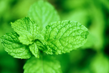 peppermint leaf in the garden - Fresh mint leaves in a nature green herbs or vegetables