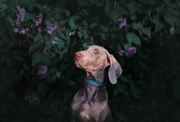 Pointer dog breed Weimaraner in the lilac bushes