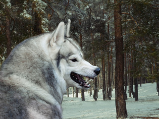 grinning wolf in winter forest