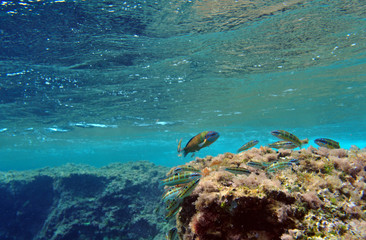 Under the surface