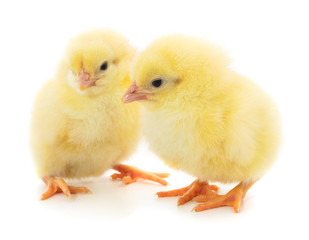 Little chicken isolated.
