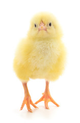 Little chicken isolated.