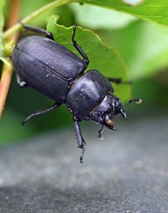 balkenschröter, dorcus parallelipipedus