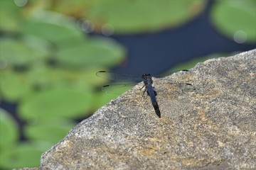 dragonfly
