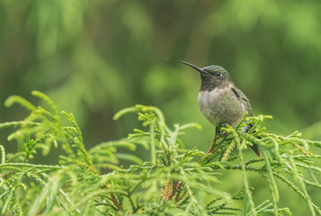 Hummingbird sitting on an evergreen branch
