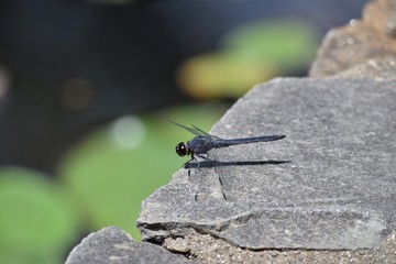dragonfly on rock