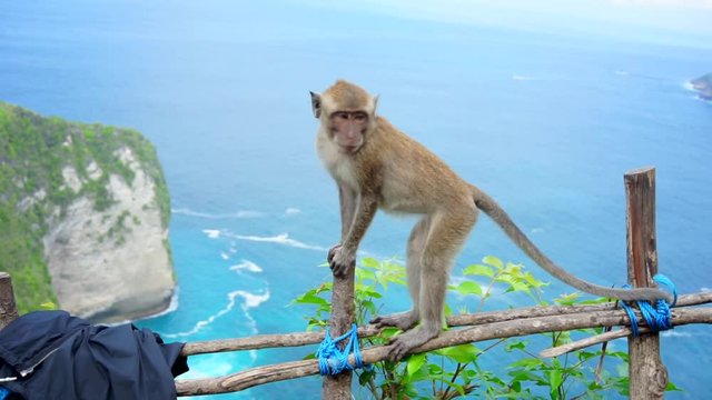 Wild little monkey sitting on wooden fence. Kelingking beach at Nusa Penida island on the background. Balinese animals near Bali, Indonesia. Ocean view from high rock.