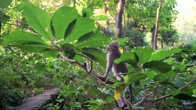 Wild monkey stay strong and jump on tree. Monley forest in Ubud, Bali.