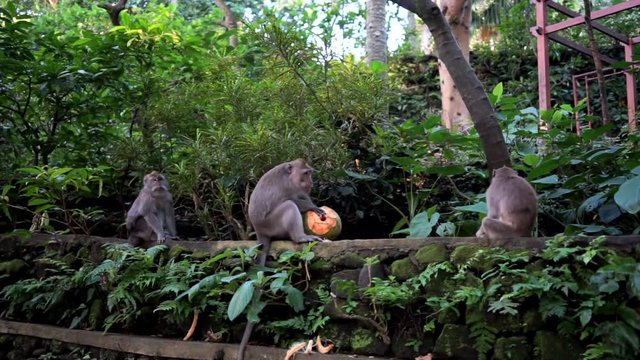 Group of monkey in jungle forest. One animal eat the coconut, two - sit an look around