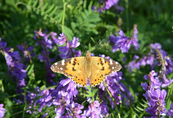 butterfly on a flower