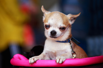 Chihuahua dog breed