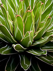 Succulent plant close-up, fresh leaves detail of Agave victoriae reginae