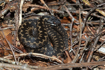 Adder (Vipera berus) in leaf litter